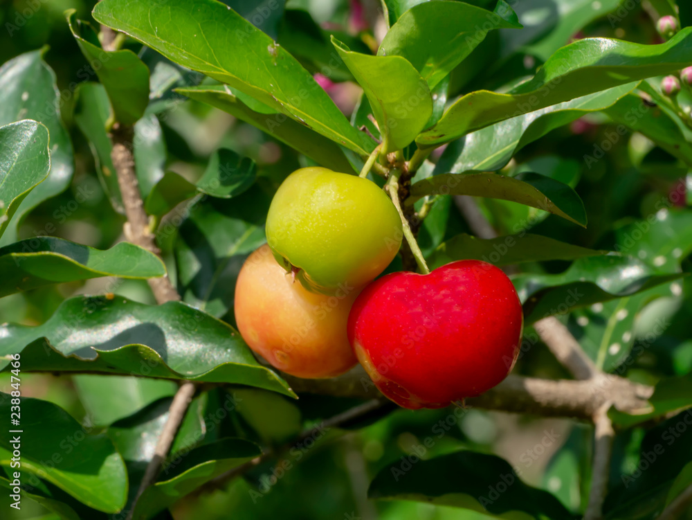 Obraz premium Acerola cherry fruit.