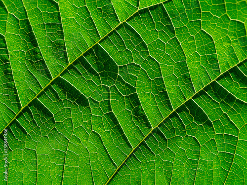 Close up green texture mulberry leaves.