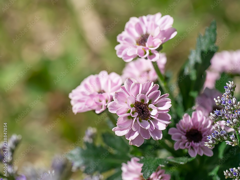 Fototapeta premium Close up Chrysanthemum flower.