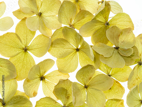 Close up Hydrangea flower.