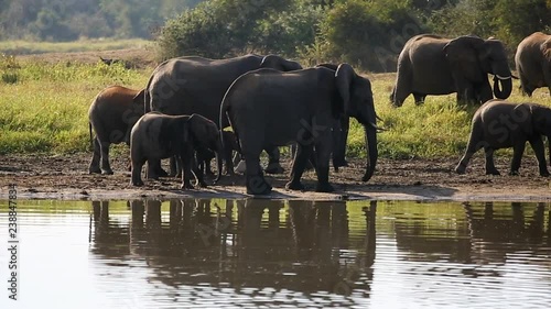 Herd of African Elephants Walking Along the Bank of a Waterhole in the Low Evening Sun photo