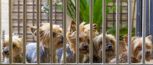 Photography Pet dogs stand outside a security gate looking in image with copy space in lands