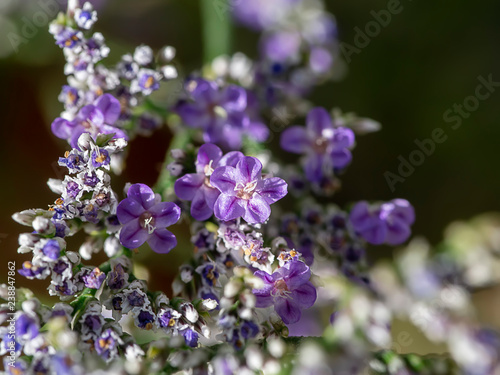 Lavender sea or Caspia flower.