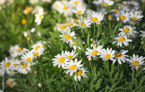 Daisy flowers in park,nature background.