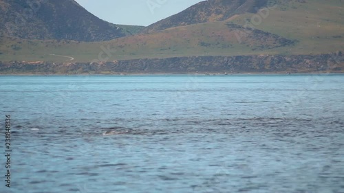 Dolphins Swimming In Distance, Wellington New Zealand.