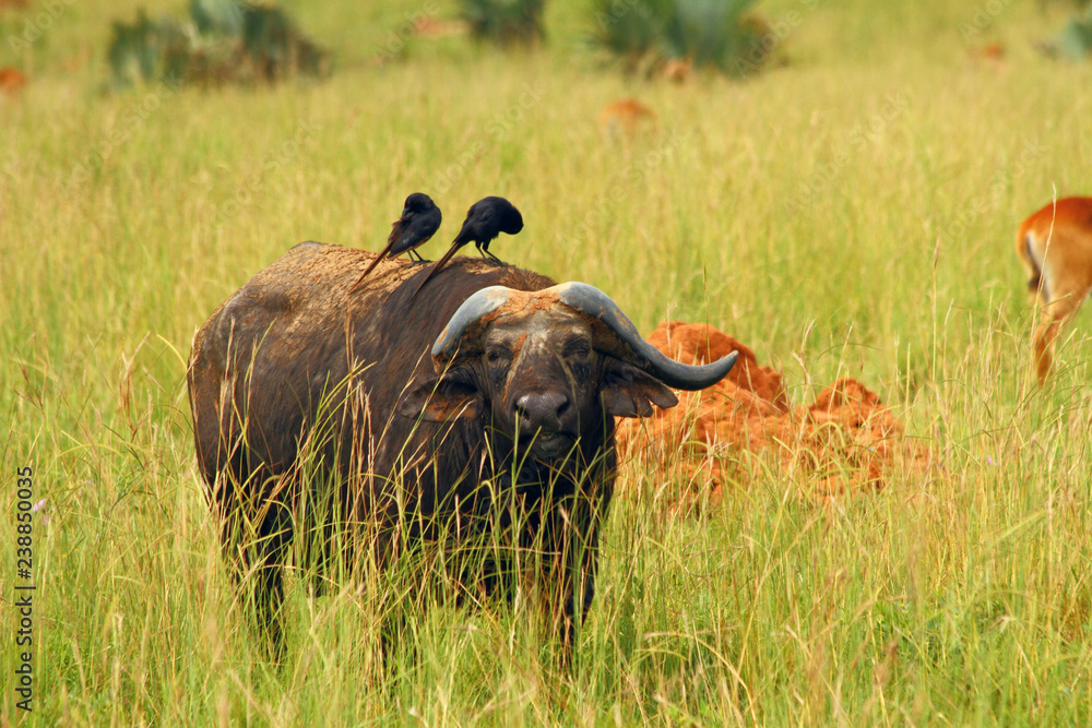Cape Buffalo feeding on the plains Cape Buffalo feeding on the plains