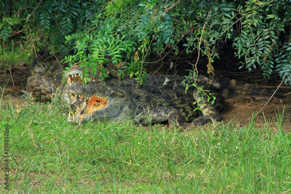 Crocodile Under Branches with Mouth Open Crocodile Under Branches with Mouth Open