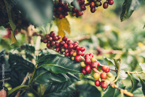 cherry coffee Good quality red coffee beans exuberant coffee tree