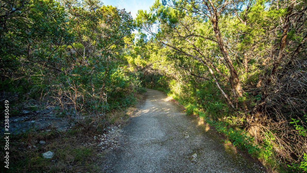 Walking trails in a quiet, serene, peaceful forest park with vibrant green trees and vegetation Walking trails in a quiet, serene, peaceful forest park with vibrant green trees and vegetation