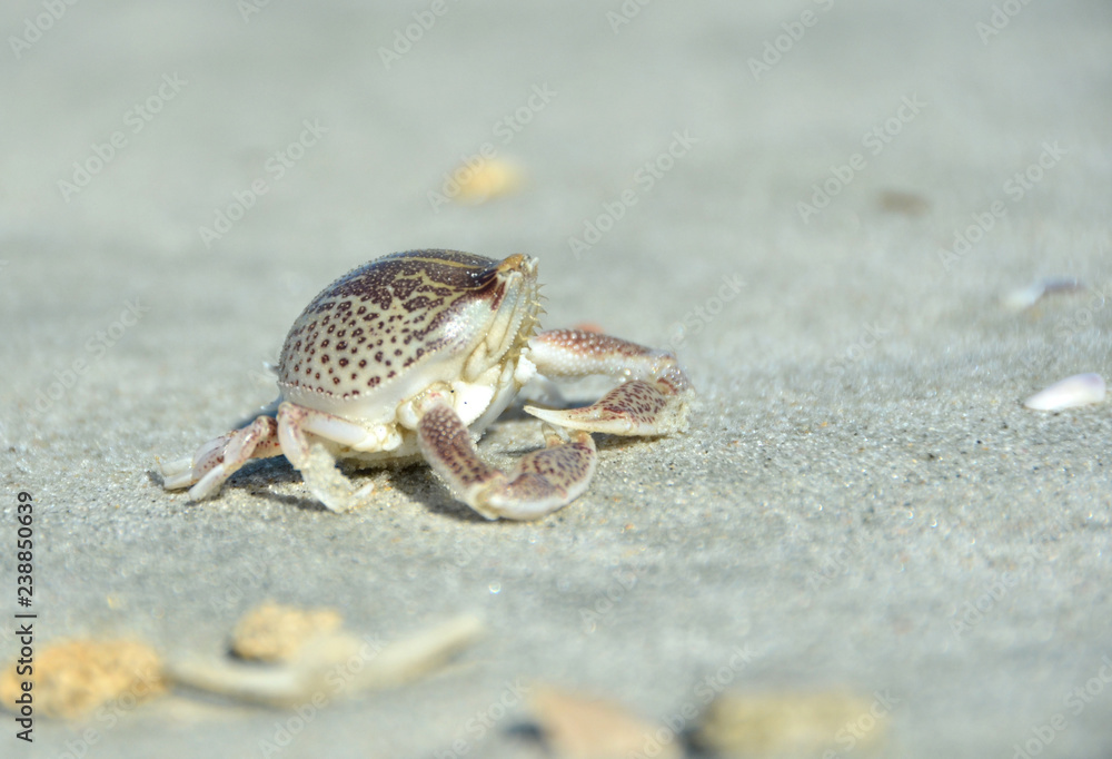 Crab on Beach -Atlantic Coast 
