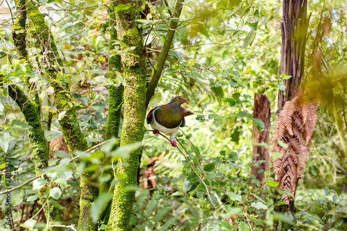 Kereru New Zealand Wood Pigeon photo