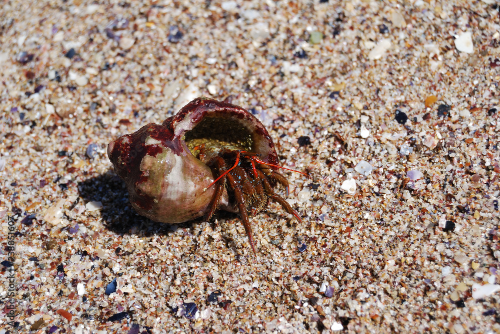 Black sea life