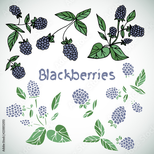 Berry, blackberry. set. Doodle.