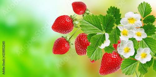 freshness red summer strawberries