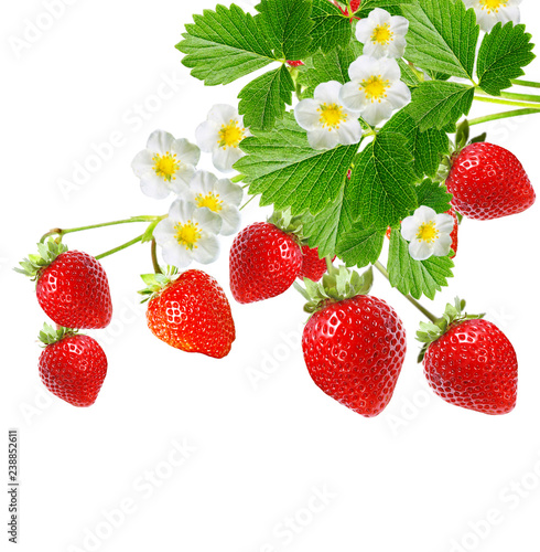red strawberries on white