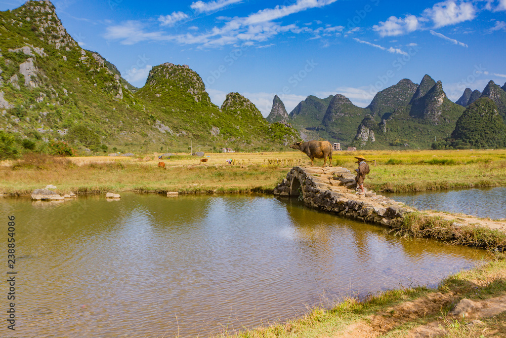 Chinese farmer with water buffalo on stone bridge in picturesque valley surrounded by karst limestone hills in Huixian, China.