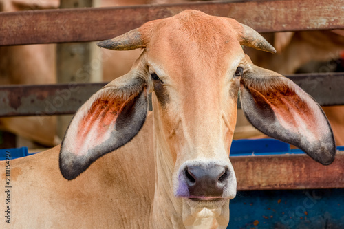 Close up face of ox or cow stand alone in farm. © DesignStory
