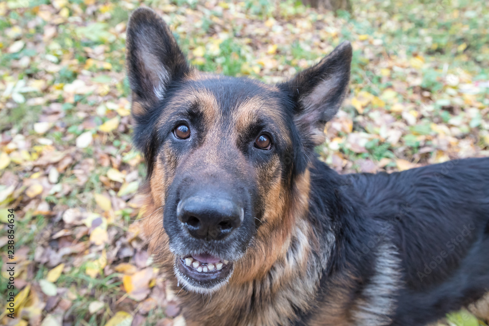 Dog German Shepherd outdoors in an autumn Dog German Shepherd outdoors in an autumn