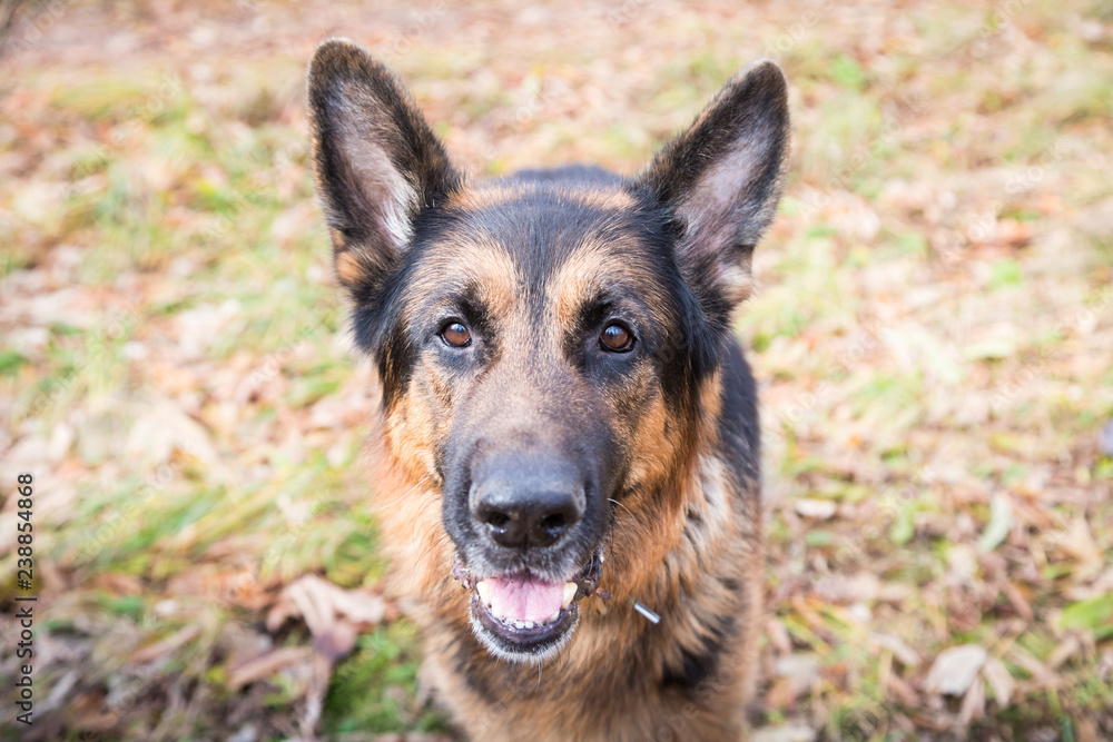 Dog German Shepherd outdoors in an autumn Dog German Shepherd outdoors in an autumn