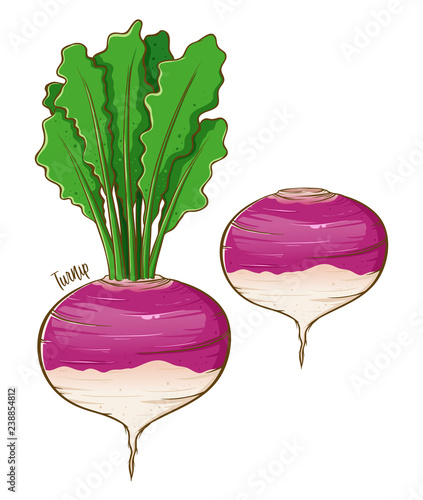 Turnip Fresh Vegetable Hand Drawing