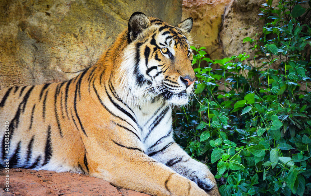 Obraz premium bengal tiger lying on the rock relax on summer day male tiger or royal tiger