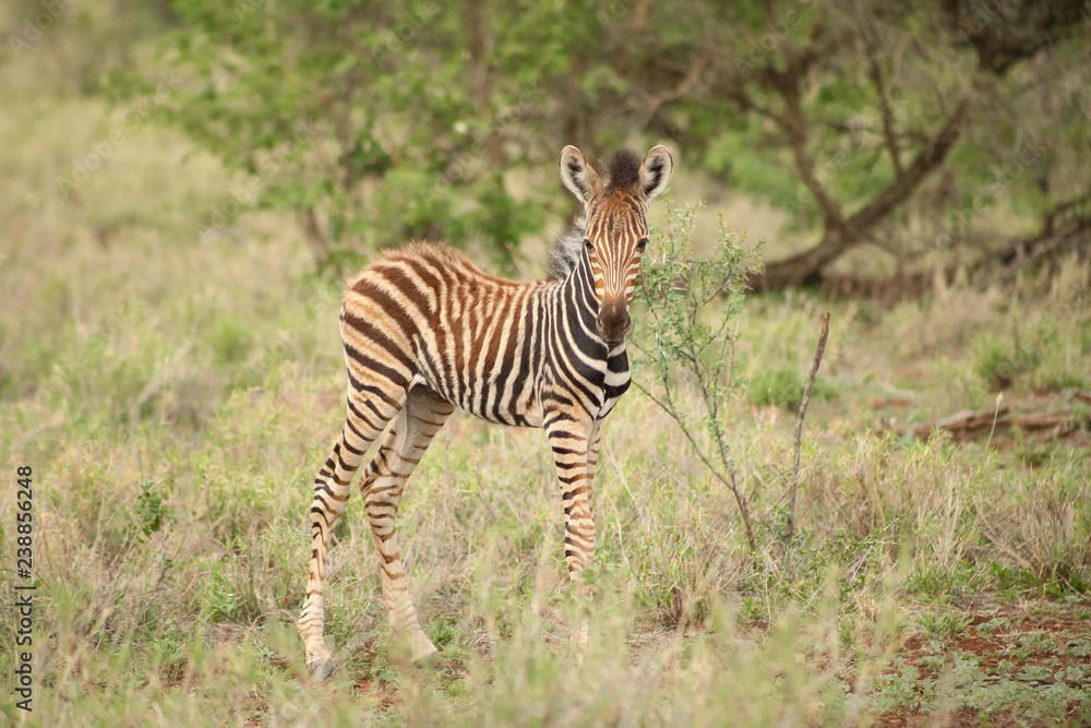 African Zebra Calf in a South African game reserve African Zebra Calf in a South African game reserve