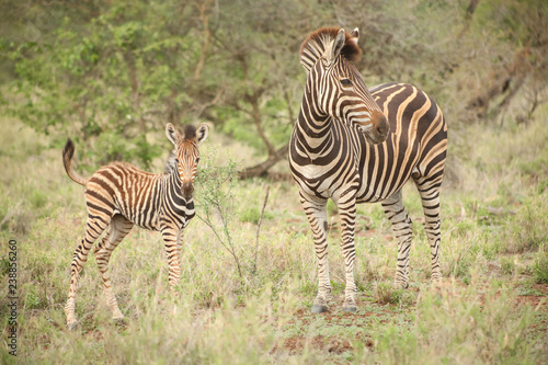 African Zebra Mother and Calf in a South African game reserve