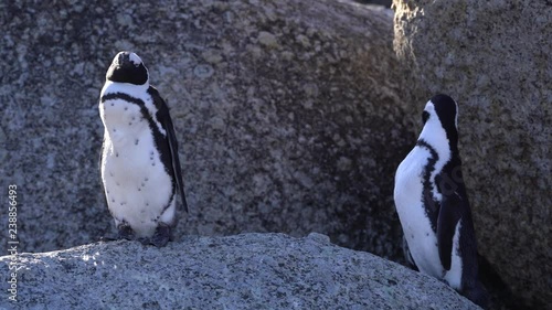 Two penguins on a rock. Cape Town.