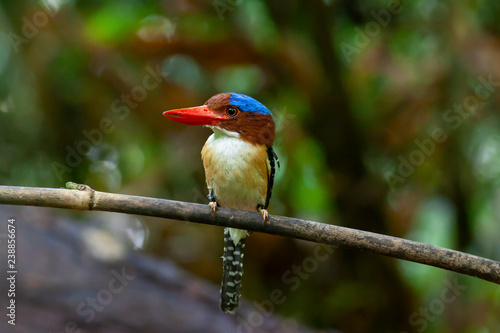 banded kingfisher (male). It is a tree bird found in lowland tropical forests of southeast Asia. It is only member of genus Lacedo. Male and female adults are very different in plumage..