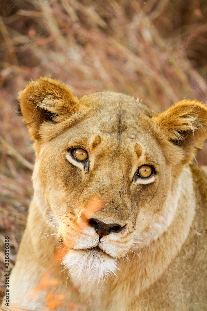 African Lion in a South African Game Reserve African Lion in a South African Game Reserve