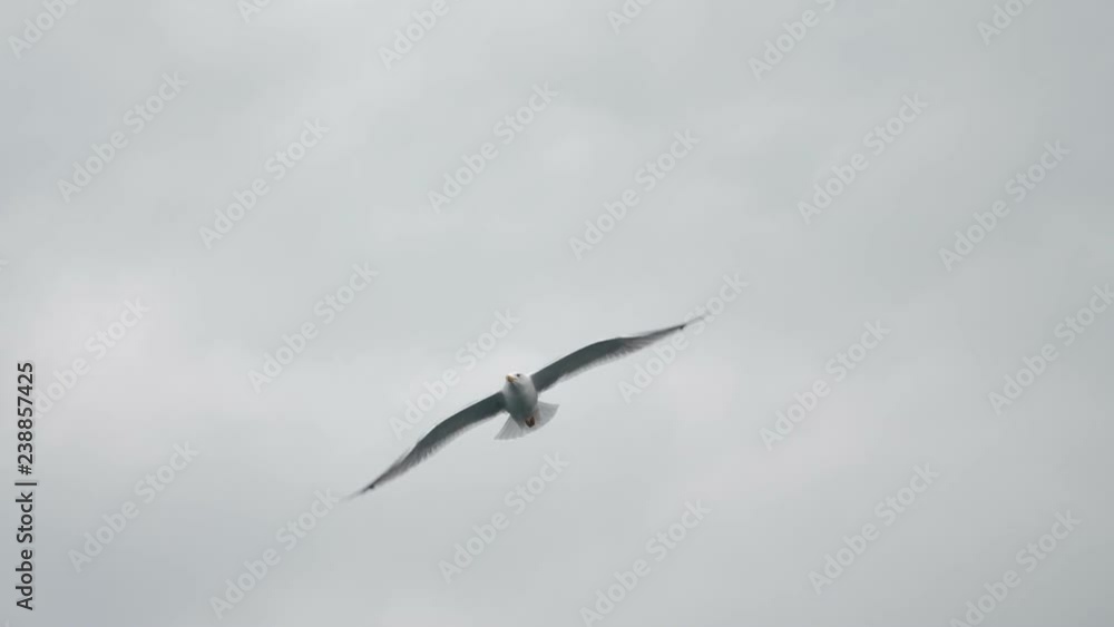 slow shooting white gull flying against a gray sky slow shooting white gull flying against a gray sky