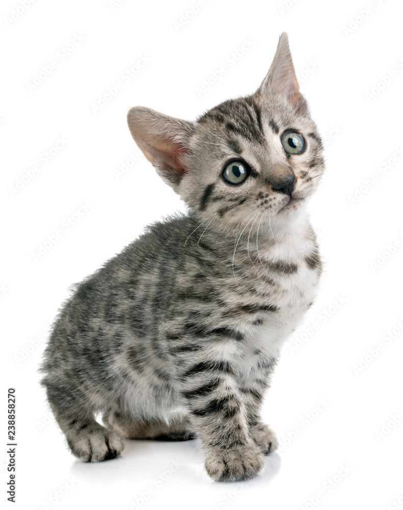 bengal kitten in studio bengal kitten in studio