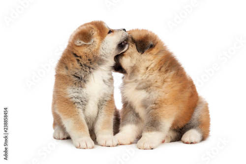 Akita Inu puppy dog on white background © NewFabrika