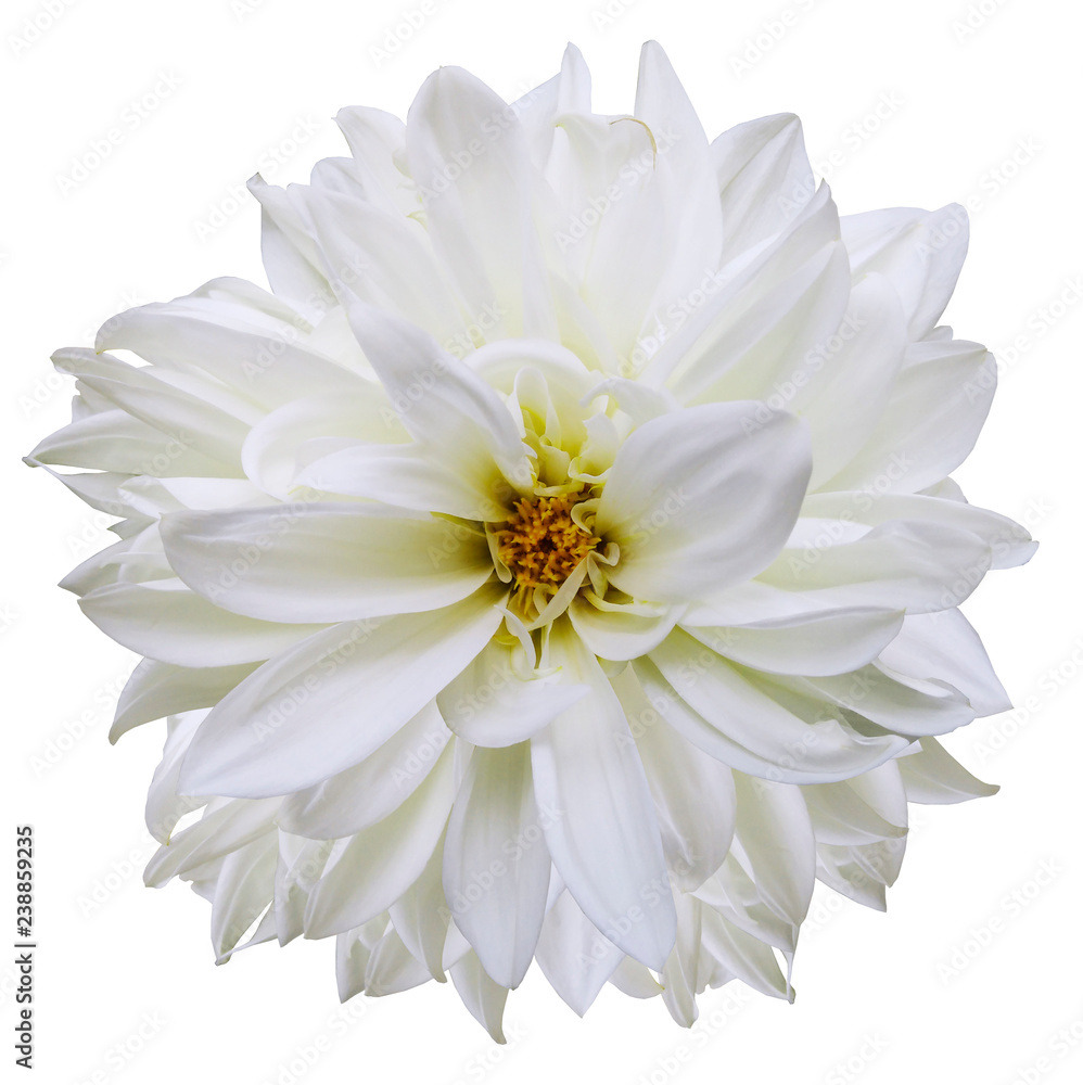 flower isolated.white dahlia on a white background. Flower for design. Closeup. Nature.