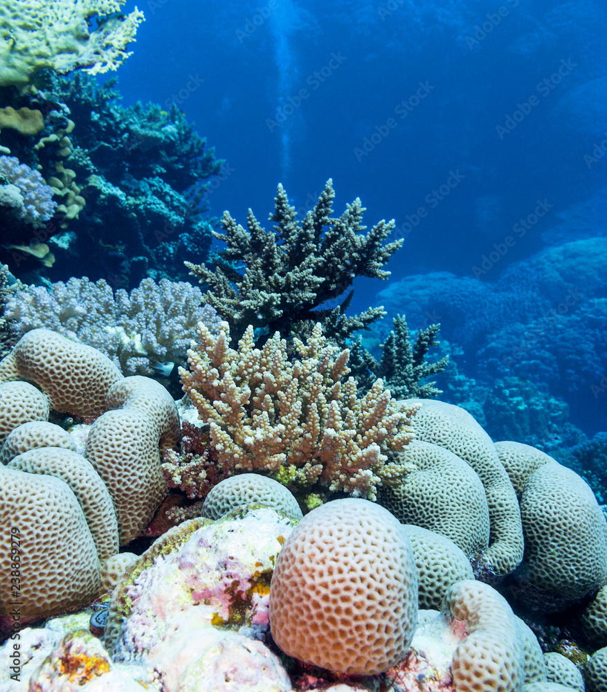 Colorful coral reef at the bottom of tropical sea, underwater landscape