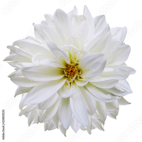 Wallpaper Mural flower isolated.white dahlia on a white background. Flower for design. Closeup. Nature. Torontodigital.ca