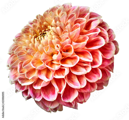 Beautiful red-yellow dahlia flower on a white isolated background.  Closeup.  Nature.