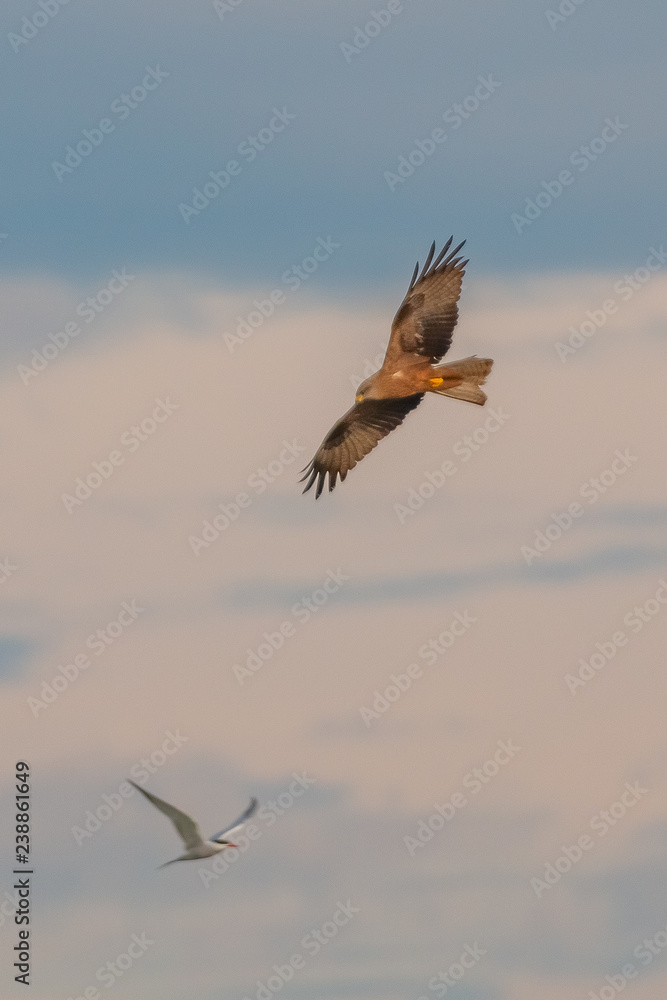 Fototapeta premium Milan