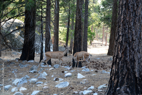Fototapeta Naklejka Na Ścianę i Meble -  Kings Canyon Amerykańskie Sarny California