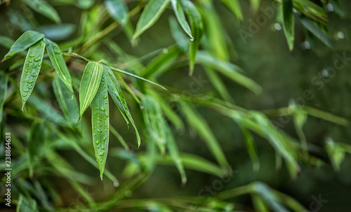 Lush green tropical bamboo leaves with drops of water