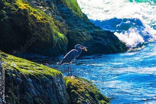 Beautiful bird hunts a fish on a shore of Rheinfall in Switzerland  