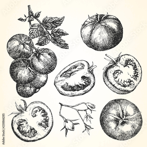 Hand-drawn illustration of Tomato, vector