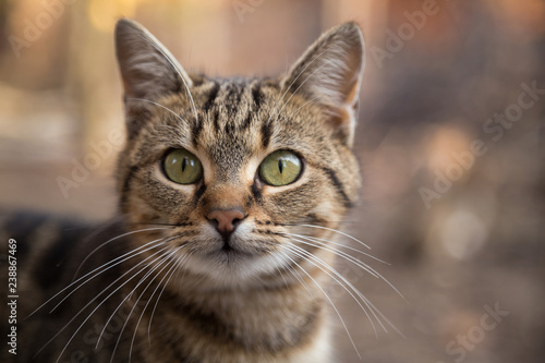 Portrait of a beautiful cat © niki spasov