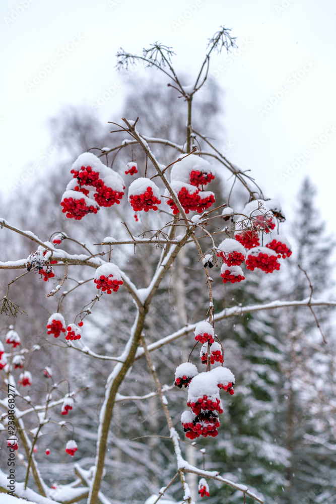 Berries of red viburnum, after winter snowfall Berries of red viburnum, after winter snowfall