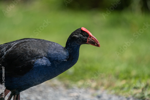 Pukeko bird closeup in New Zealand