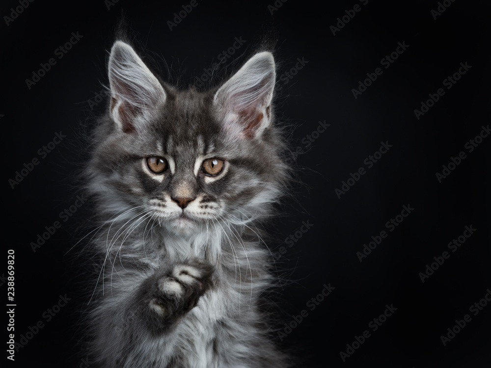 Head shot of impressive blue silver Maine Coon cat kitten looking straight at lens with brown eyes and one paw pointed at camera. Isolated on black background.