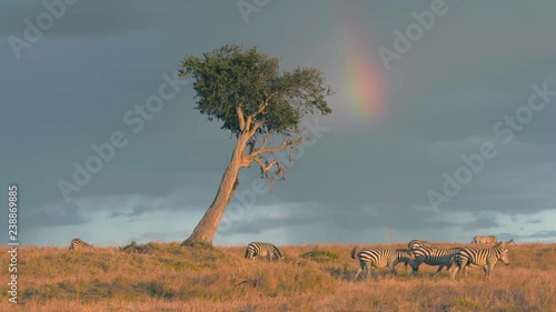 Wildebeest and zebras grazing under rainbow in Maasai Mara at sunset