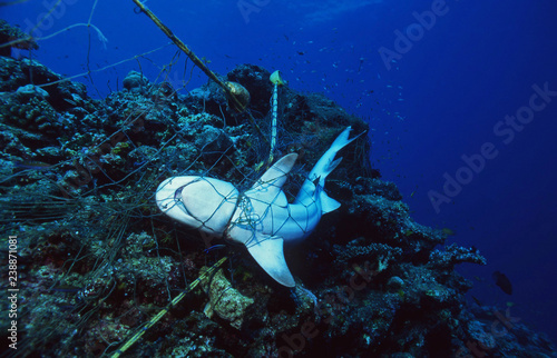 Dead Shark in a fishing net / Marine Protection / Sea Environmental Destruction