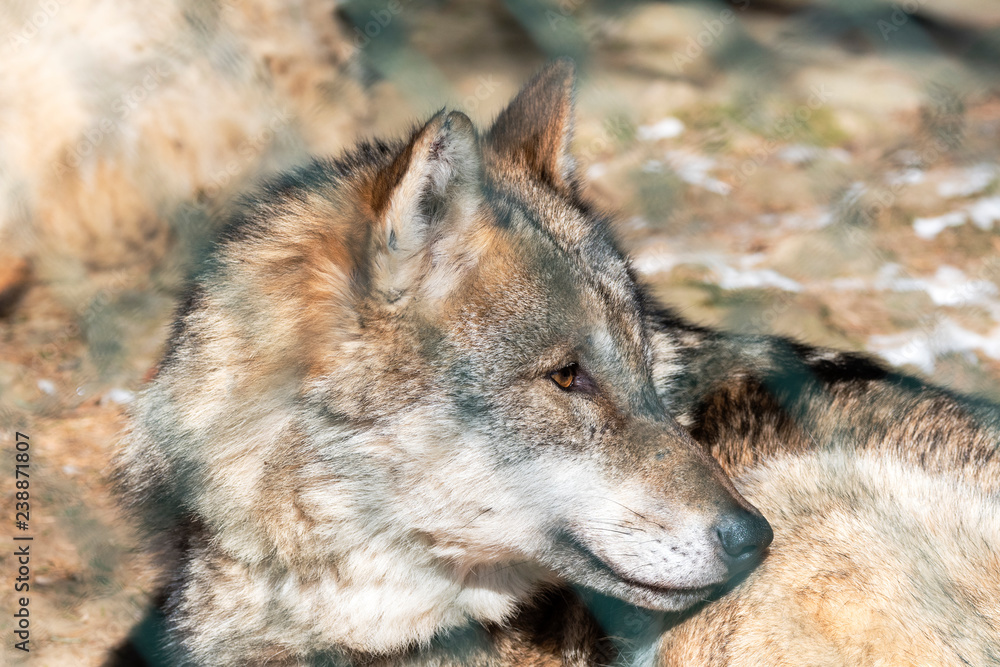 Wolf freundlich Wolf freundlich