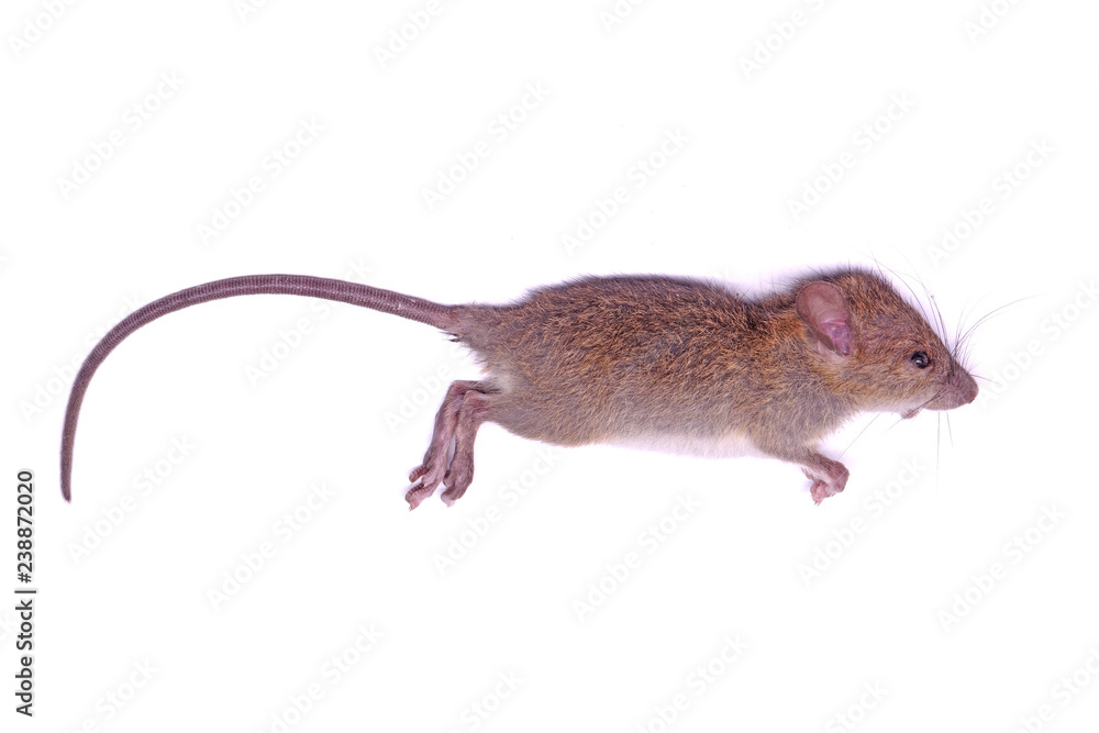 Dead rat (mouse) isolated on white background. Selective focus. Dead rat (mouse) isolated on white background. Selective focus.